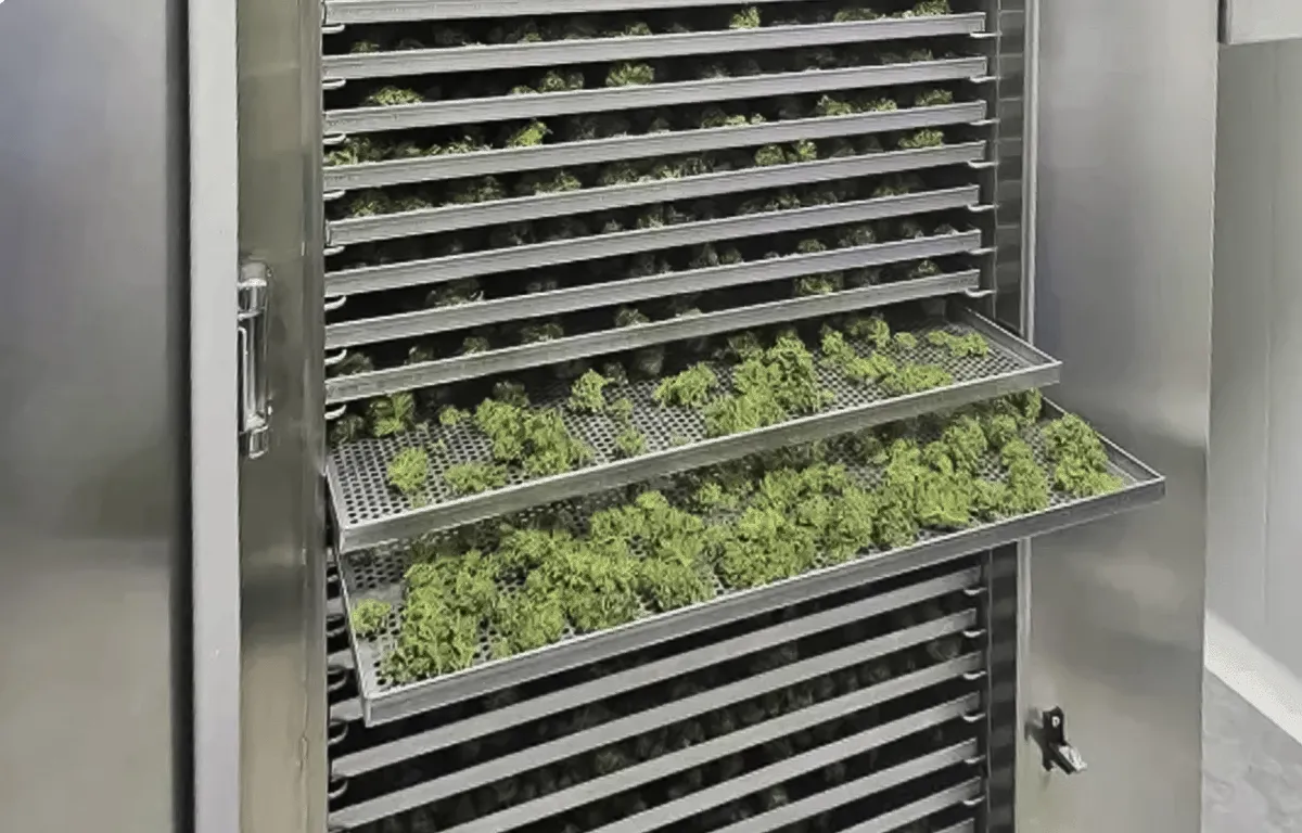 Advanced cannabis drying technology