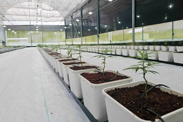 Greenhouse cultivation
