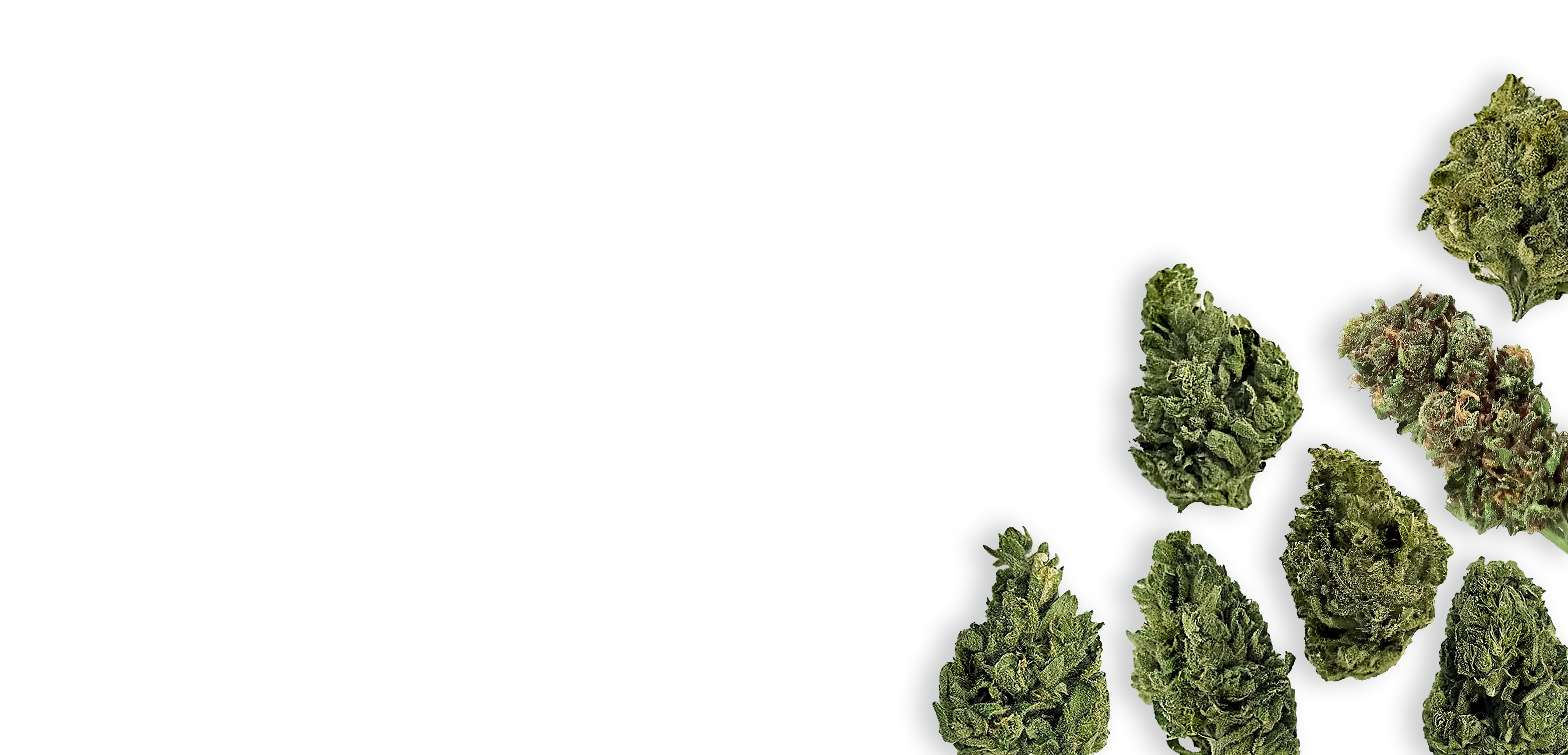 Pharmaceutical Grade Cannabis Flowers