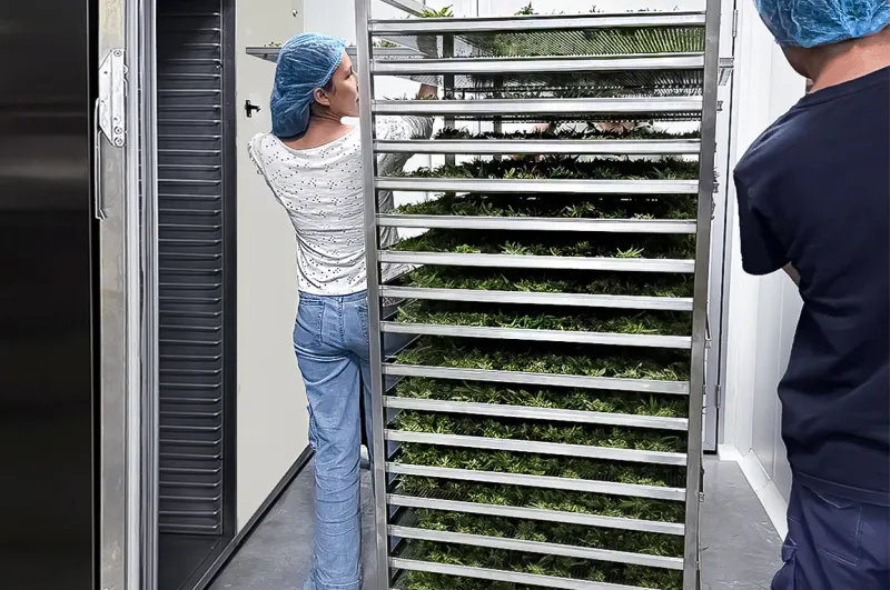 Loaded trays with flower
